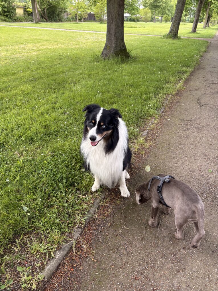 Ari und Marley